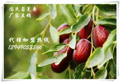 TǼt ȫ(gu)ļ