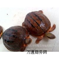 (yng)X(qin)B(yng)ĸ