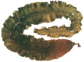 ȡsws