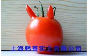 ʳƷ(j)Ჴc
