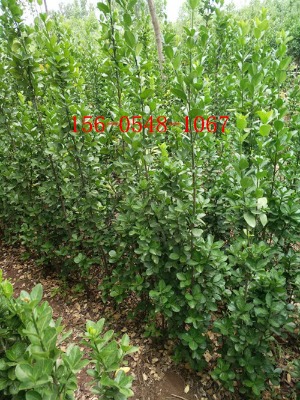 Sa(chn)l(f)1.2-S1.5