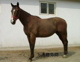 NRB(yng)ֳNRB(yng)ֳNRB(yng)ֳNRB(yng)ֳg(sh)