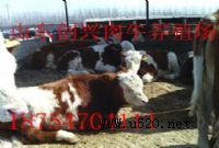Сţكr(հţB(yng)ֳ