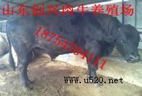 ٽţكr(FţB(yng)ֳ)ţB(yng)ֳO,B(yng)ţ