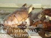 (yng)3-5ʯX(qin)(D)