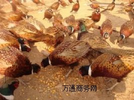 Ʒ߲ɽuҰul(f)