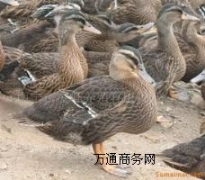 ҰB(yng)ֳҰחll(f)