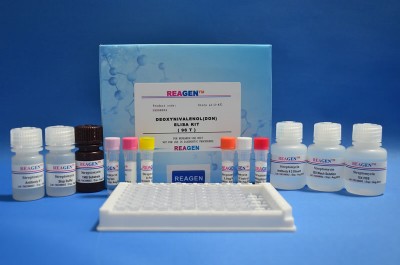 REAGENEALSEzyԇ`șzy~r