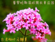 _~R޲