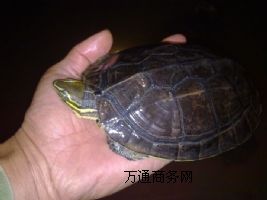 F(xin)һֻX(qin) Ј(chng)r(ji)X(qin)