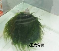 SNGëһֻX(qin)