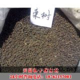 (yng)쳿Nl(f)վ(yng)(yu)|(zh)N(D)