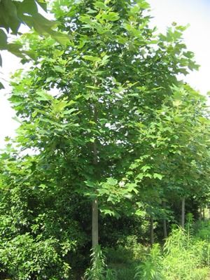 Rľr(ji)