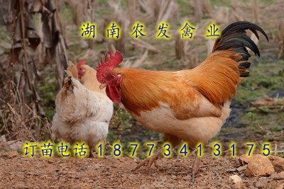 (yu)|(zh)Sul(f)