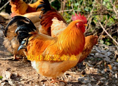 (yu)|(zh)Sul(f)|Sur