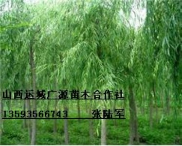 78ִzĺ