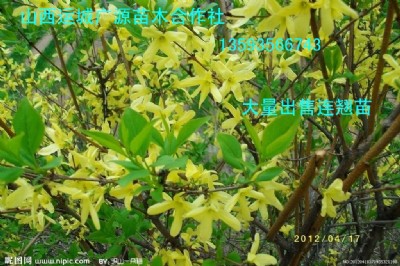 BNˎBN