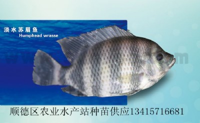 ˮKü~Kü