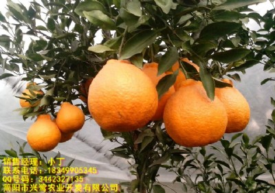 ɶҊ(jin)ɶҊ(jin)r(ji)ɶҊ(jin)l(f)