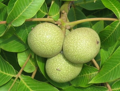 a(chn)繩(yng)