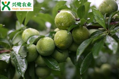 綨ֲr(sh)ںͷ