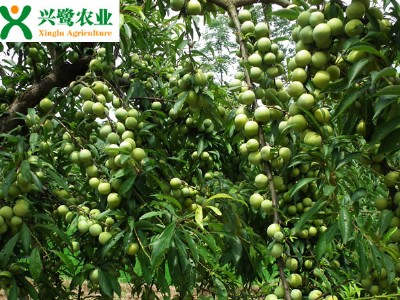 繩(yng)  Fa(chn)
