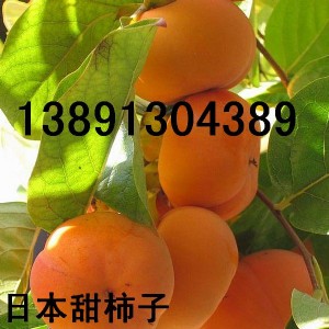 Ӄr(ji)X(qin)l(f)Ӯa(chn)ձӴk