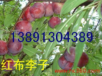 ӻؼtӺڌʯӮa(chn)