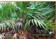 ~ȡSaw palmetto(D)