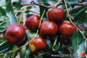 ȡZiziphus juju(D)
