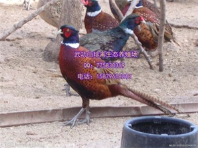 FƿhÓҰuB(yng)ֳ ̓rÓҰuIٍ!