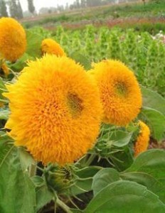 ذտN ذ޸տַQС
