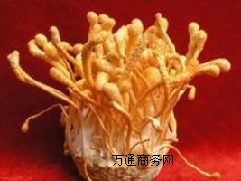 (yng)(yu)|(zh)xأxa(chn)Sx؃r