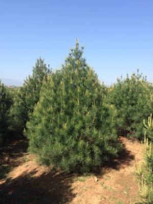 4װƤɃr(ji)4װƤɹ̘4װƤɾƷ4װƤ