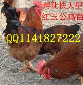 tur(ji) tuDƬ tuƷN