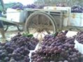 R샞(yu)|(zh)N緱