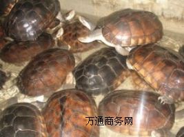 ُ(gu)ԽϷNNʯX(qin)Ʒ