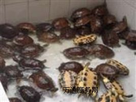 5-6ԽϷNʯXa(chn)