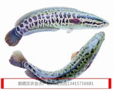 ~~磬~~磬~