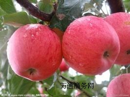 OۣSҬF(xin)؛