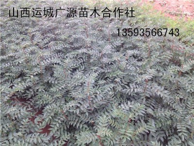 硢1