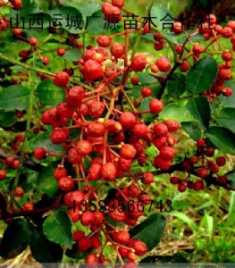硢1