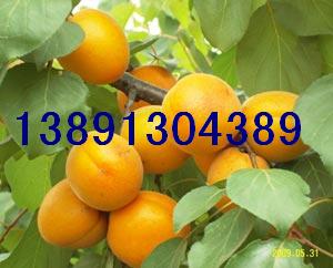 ӻؽ̫Ӯa(chn)؄PӃr(ji)